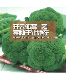 开云官方网站