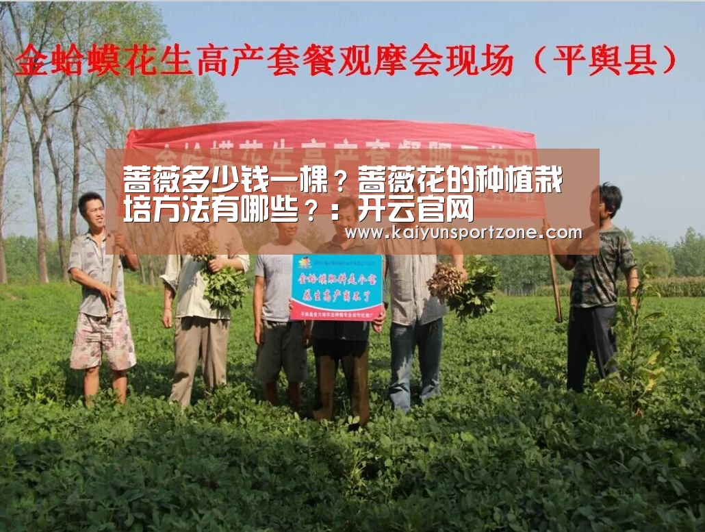 蔷薇多少钱一棵?蔷薇花的种植栽培方法有哪些?:开云官网(图1) 开云官方网站